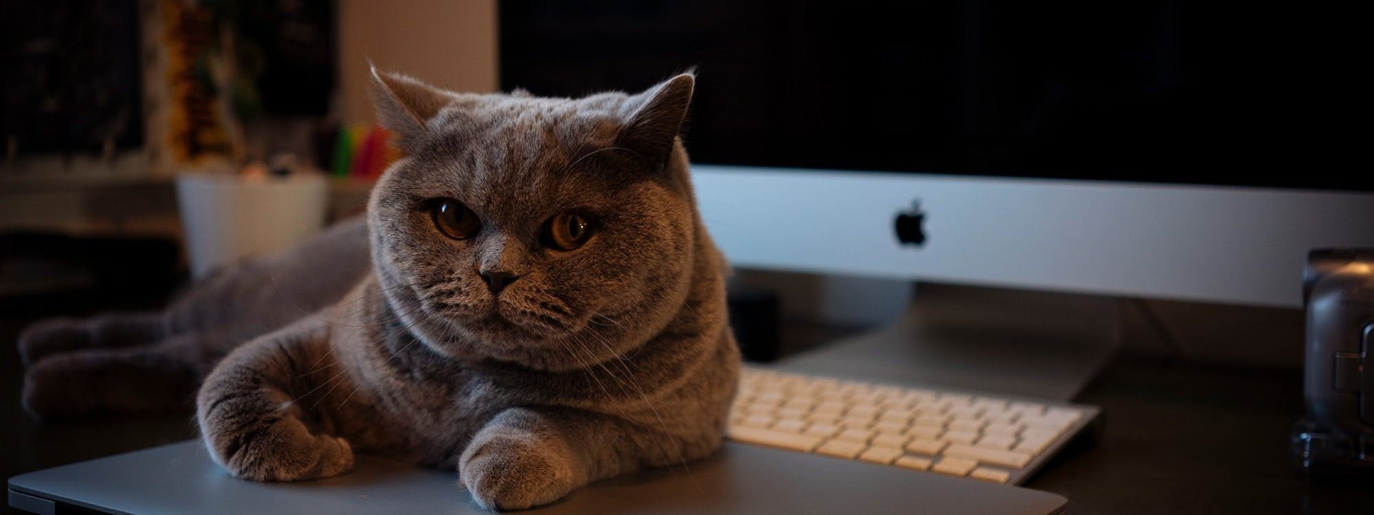 A large cat sitting in front of a computer